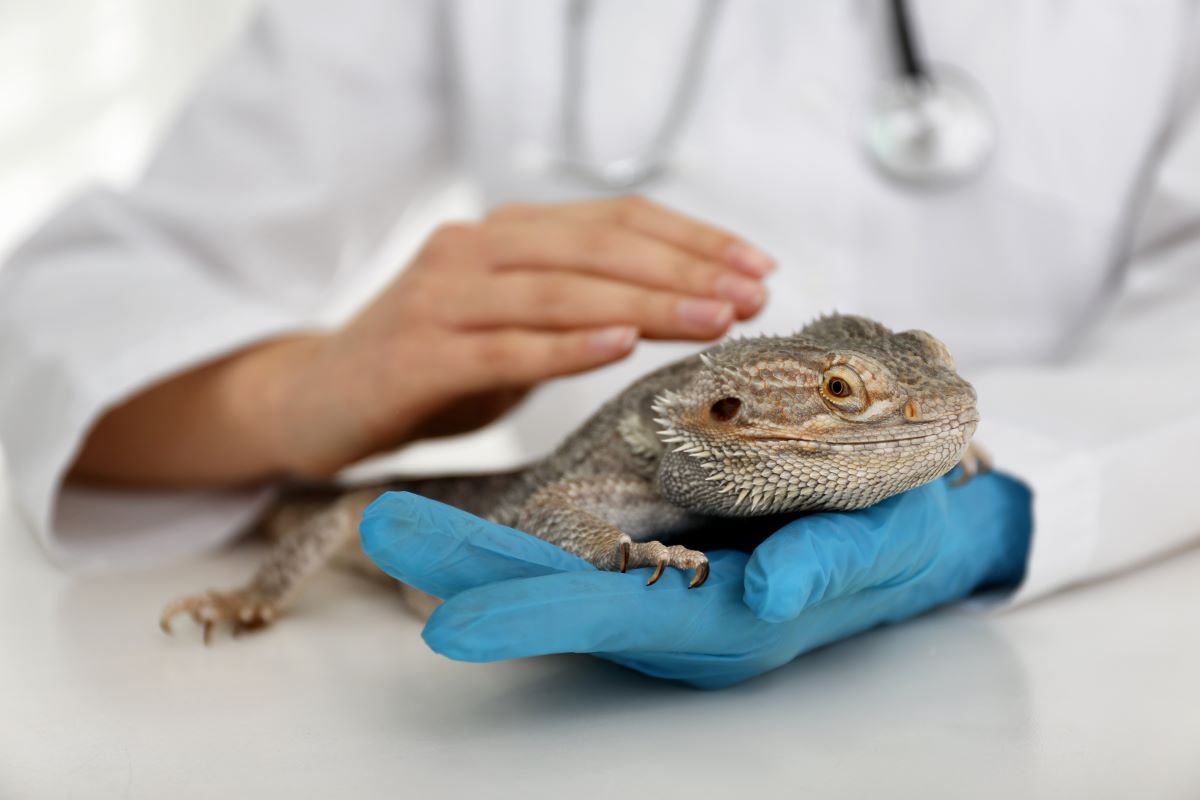 The Importance of Regular Wellness Exams for Exotic Pets